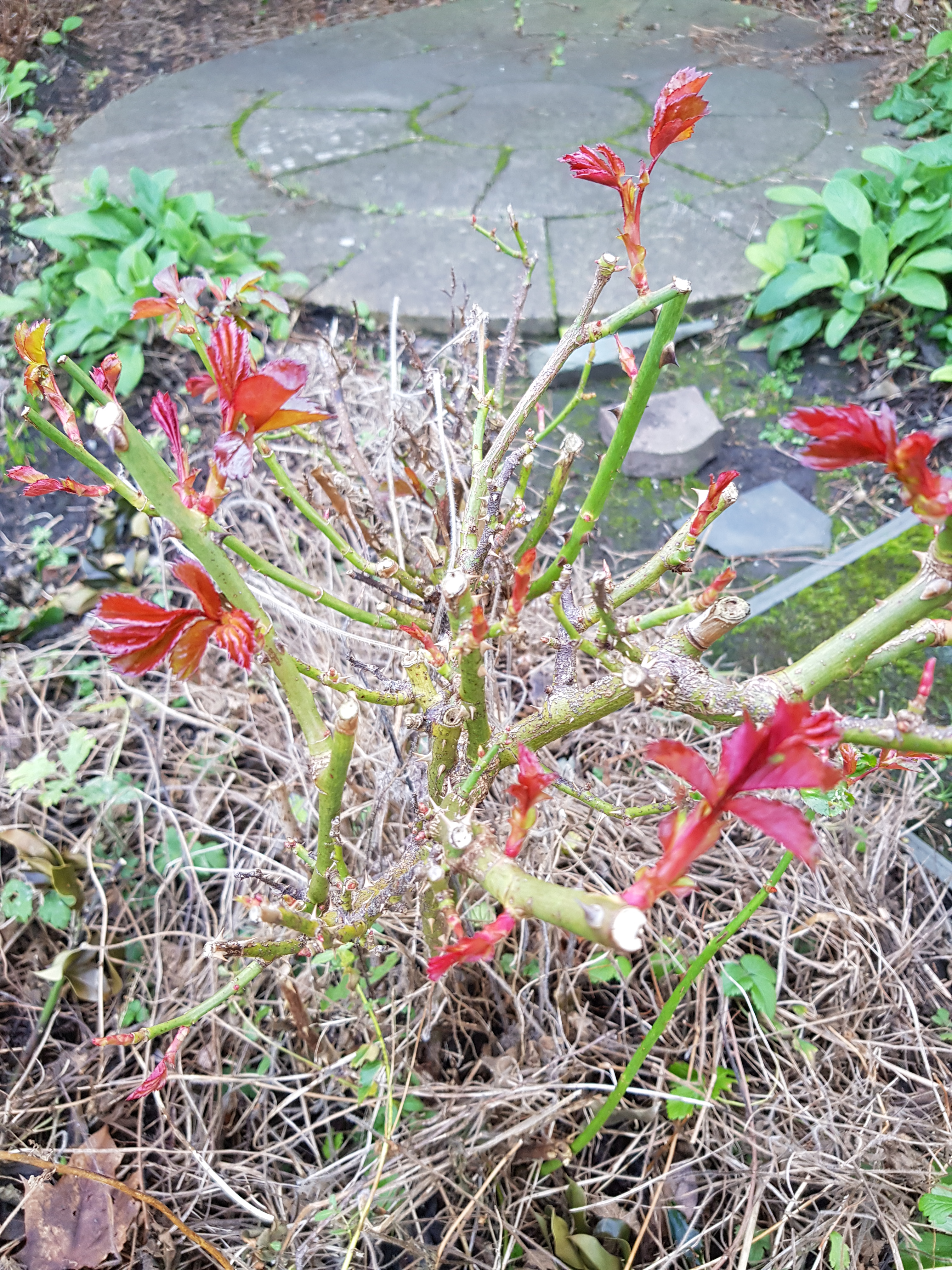 wp red tipped plant